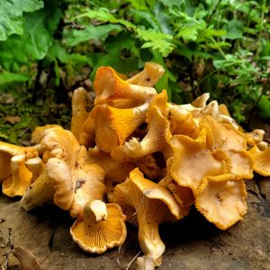 Chanterelles (Cantharellus spp.)