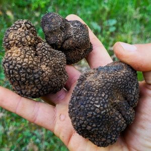 Black Summer Truffle (Tuber Aestivum)