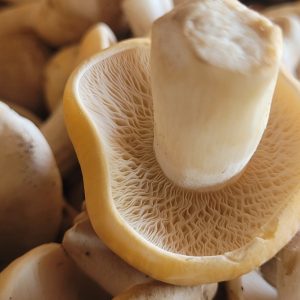 Saint George’s Mushroom (Calocybe gambosa)
