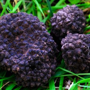 Burgundy Black Truffle (Tuber Uncinatum)