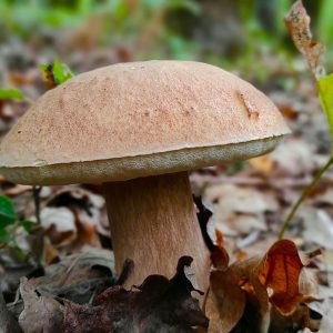 Porcini (Boletus) Mushrooms